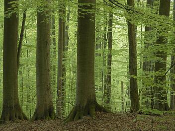 Im Steigerwald  Foto: Thomas Stephan