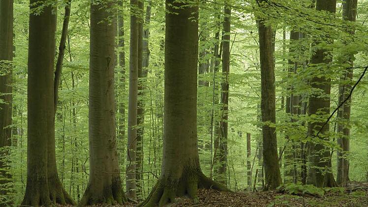 Im Steigerwald  Foto: Thomas Stephan