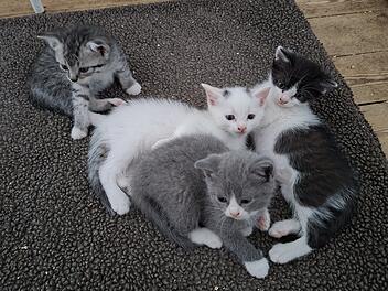 Tierheim Bamberg: "Tier der Woche" - Vier Katzen suchen Zuhause