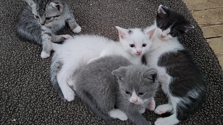 Tierheim Bamberg: "Tier der Woche" - Vier Katzen suchen Zuhause