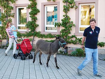 Dieses Bild sahen die Riedenberger über die Frühlings-und Sommermonate nahezu täglich, wenn Thomas und Alexandra Knüttel Eselchen Herbert ausführten.  Foto: Evelyn Schneider