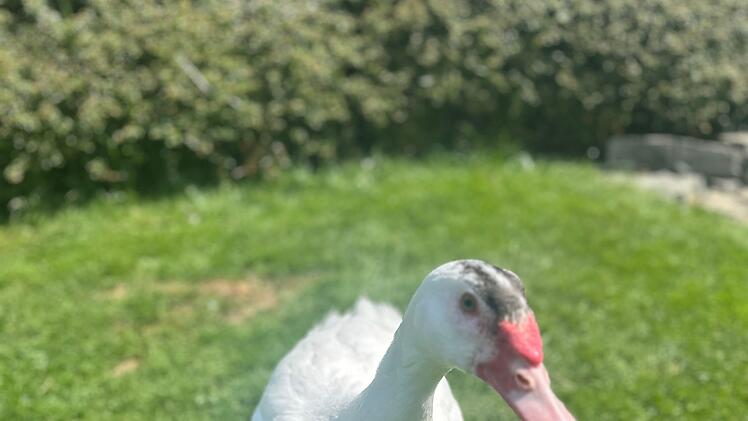 Ross Antony schwärmt im Interview von seinen Enten: "Sie kennen meine Stimme, und ich darf sie sogar streicheln."