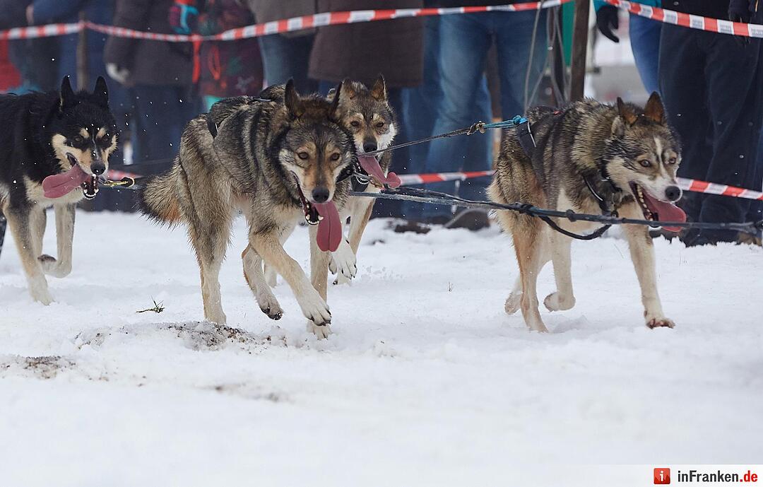 Schlittenhunderennen in Liebenscheid