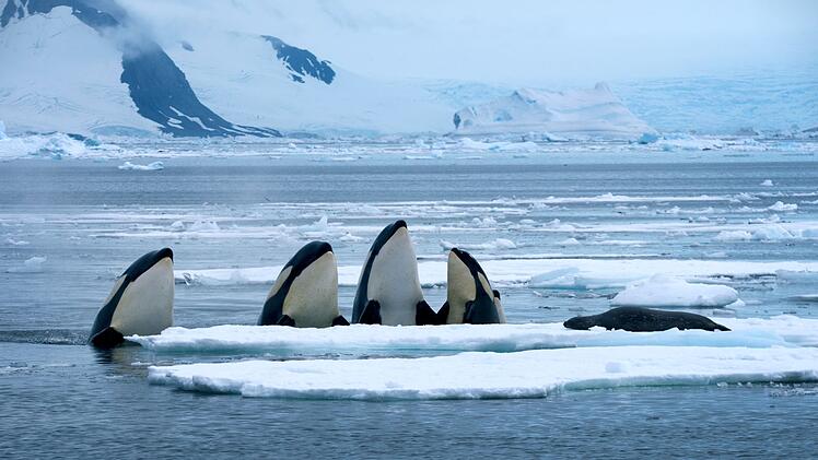 Die Killerwale, wie die Orcas oft genannt werden, sind agiler als man denkt.