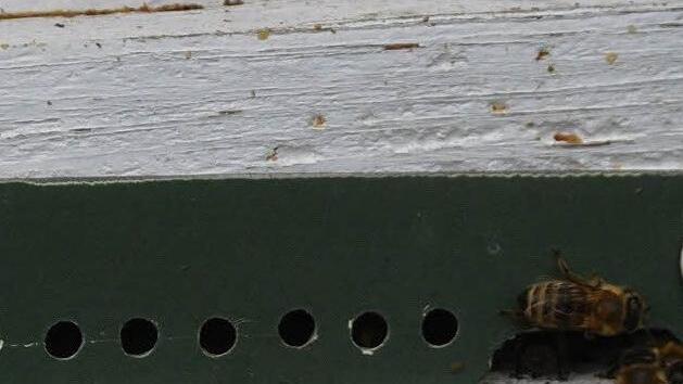 Luft und einzelne Wächterbienen können im Winter rein und raus. Foto: Stephanie Elm