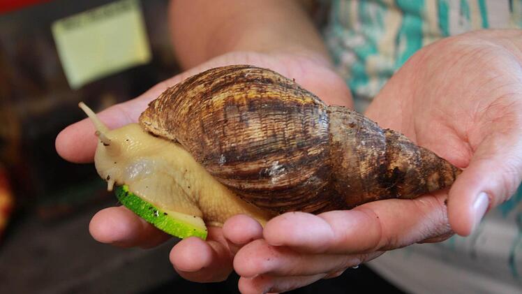 Achatschnecke Foto: Carmen Schmitt