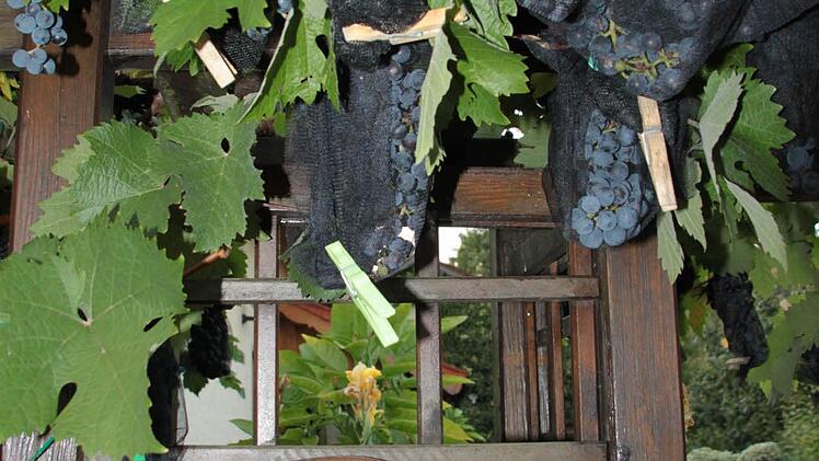 So sieht der Garten bei Tageslicht aus. Foto: Jürgen Gärtner