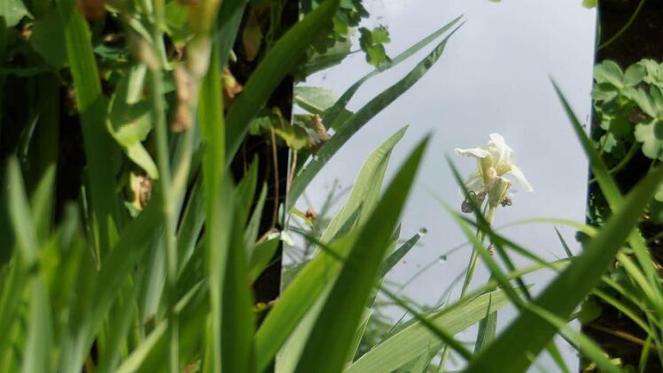 Im Garten der Familie Vierheilig