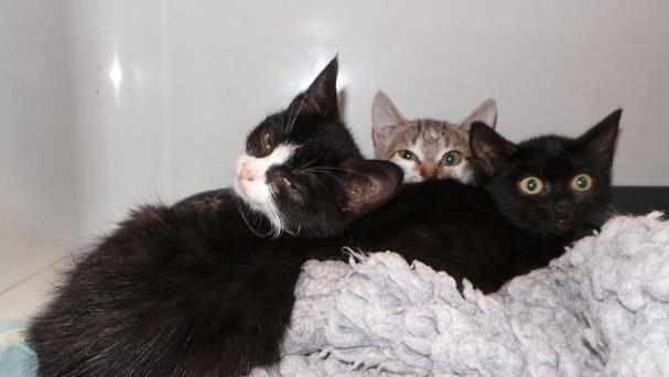 Diese drei zutraulichen Katzenkinder wurden bei Großenhül in einem Müllsack "entsorgt" und suchen nun ein neues Zuhause.Tierheim Kulmbach