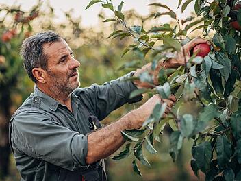 Mature man picking up apples