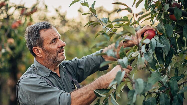 Mature man picking up apples