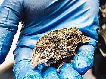 Polizei rettet Baby-Spatz in Erlangen Polizei rettet Baby-Spatz in Erlangen