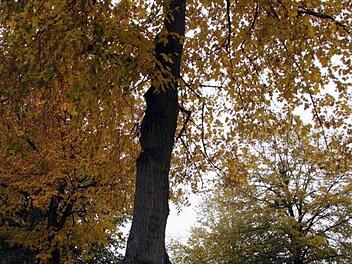 Die Fällung der stattlichen Linden in der Bahnhofstraße war schon beschlossene Sache. Bleiben nun doch einige stehen?   Foto: Sonja Adam