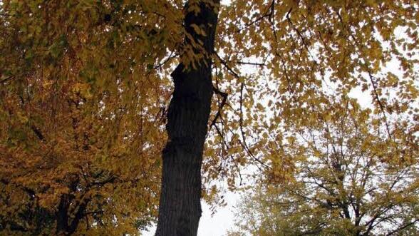 Die Fällung der stattlichen Linden in der Bahnhofstraße war schon beschlossene Sache. Bleiben nun doch einige stehen?   Foto: Sonja Adam