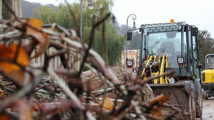 Acht neue Kastenlinden werden an der Ludwigstraße gepflanzt. Foto: Benedikt Borst