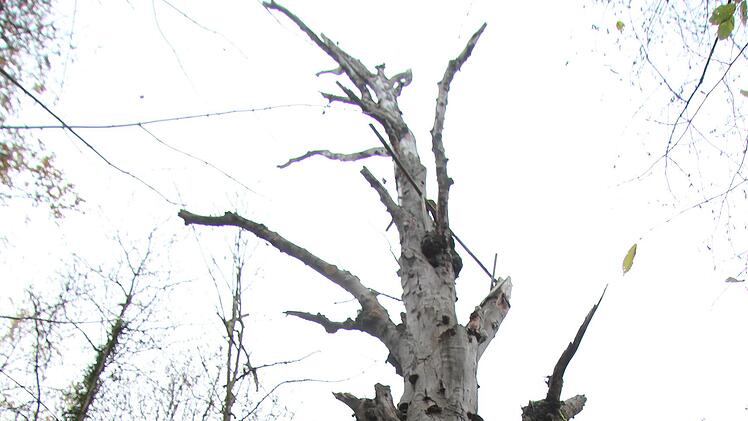 gestorbene Bäume sollen als Naturdenkmäler unangetastet bleiben.