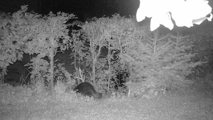 Die Kamerafalle hat den Biber von hinten erwischt, als er wieder ins Wasser geht. Foto: F. Blümlein