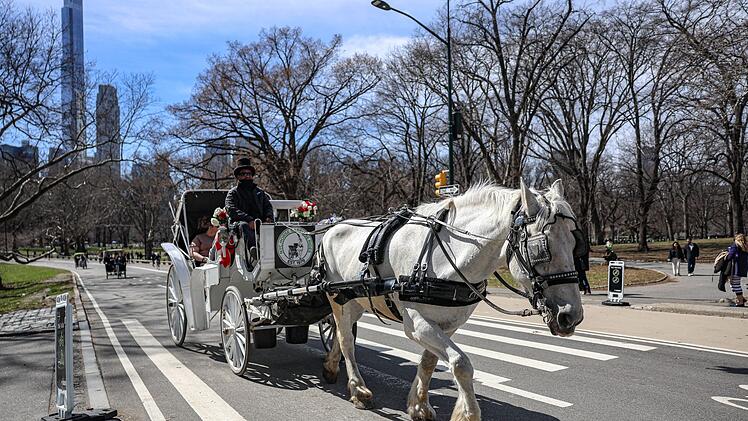 Pferdekutschen im Central Park droht das Aus