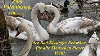 Bad Kissinger Schwäne. Foto: Ralf Rimmel