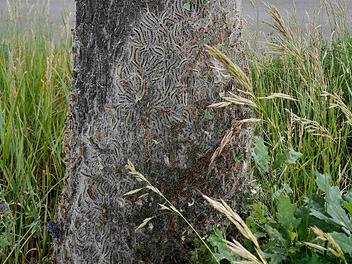 Eichenprozessionsspinner wieder aktiv: Stadt Bamberg informiert Eichenprozessionsspinner wieder aktiv: Stadt Bamberg informiert