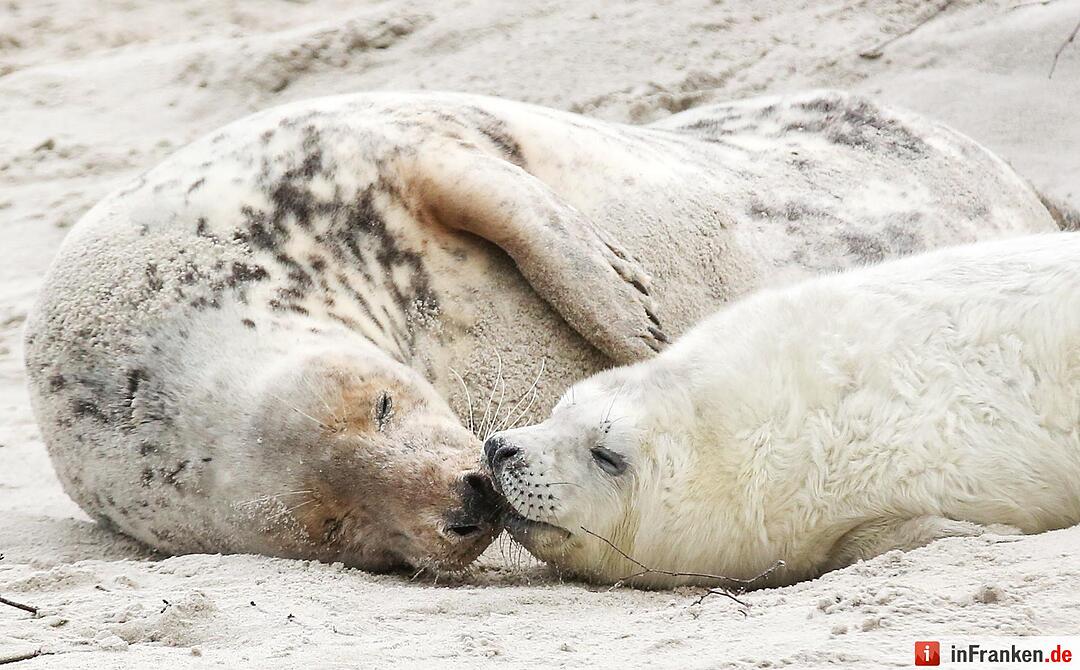 8. Tierisches: Die rare Mittelmeer-Mönchsrobbe fühlt sich an der griechischen Küste besonders wohl – eine der seltenen Gelegenheiten für Naturfans, die Tiere in freier Wildbahn zu beobachten.