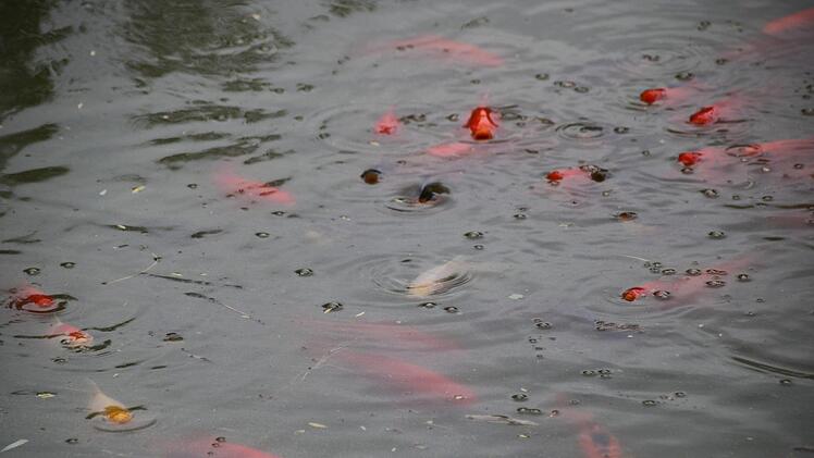 Ein Schwarm Goldfische bei der Futtersuche. Wer die Tiere in den Teich gesetzt hat? Die Gemeinde jedenfalls nicht.