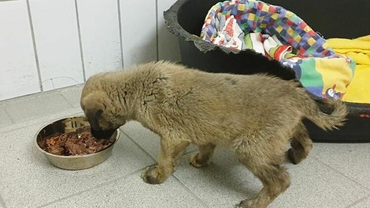 Tierheim Feucht nimmt zwei Hunde aus illegalem Transport auf