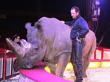 Ein Schwergewicht in der Manege.  Nashorn Tsavo wiegt 3,5 Tonnen. Dompteur Martina Lacey jr. hat es im Griff. Foto: Werner Vogel