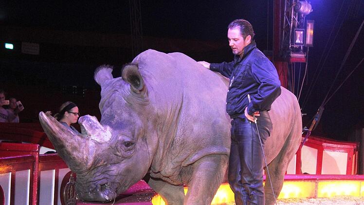 Ein Schwergewicht in der Manege.  Nashorn Tsavo wiegt 3,5 Tonnen. Dompteur Martina Lacey jr. hat es im Griff. Foto: Werner Vogel