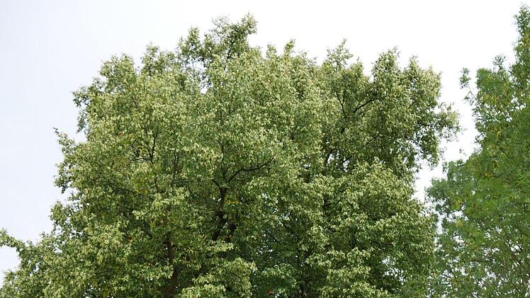 Naturdenkmal bei Großwenkheim.Heike Beudert