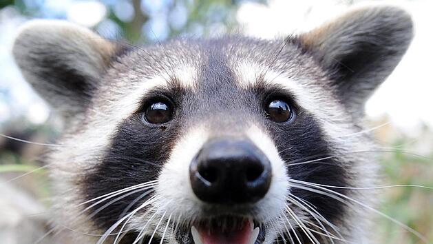 Wie soll der Landkreis Haßberge mit Waschbären umgehen? Während die einen die invasive Tierart als Schädlinge betrachten, halten andere die Tiere für besonders schützenswert. Foto: Felix Heyder/dpa