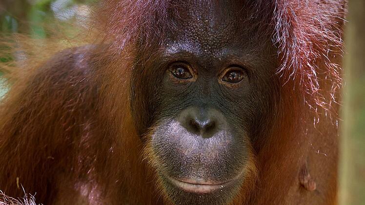 Orang-Utans sind daf&uuml;r bekannt, dass sie eine sehr lange Kindheit haben. Etwa acht Jahre bleiben die Jungtiere bei ihrer Mutter.