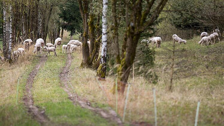 Schafe weiden auf dem ehemaligen Kolonnenweg bei Eisfeld  Foto: dpa