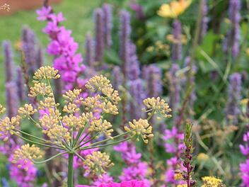 Sommerblumen Foto: Ikb