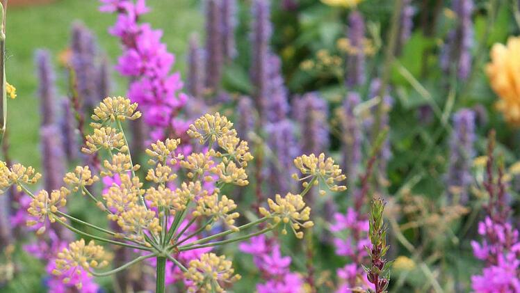 Sommerblumen Foto: Ikb