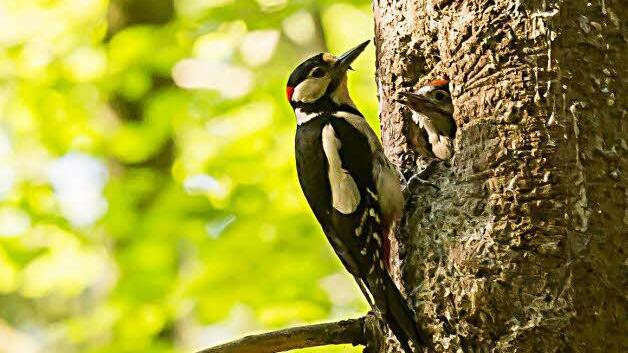 Ein Buntspecht füttert seine Jungen an einem der vielen Spechtbäume im Benefiziatenwald in Kronach.  Foto: Stefan Friedrich