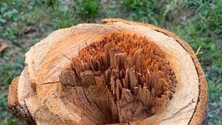 N&uuml;rnberg erstattet Anzeige gegen Baumfrevler - war die Tat politisch motiviert?