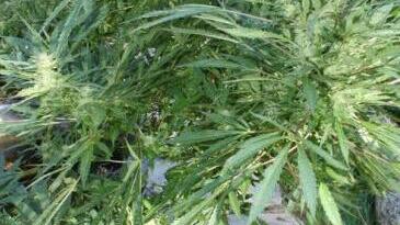 In Kübeln wurden die Marihuana-Pflanzen gezogen. Foto: Heike Beudert