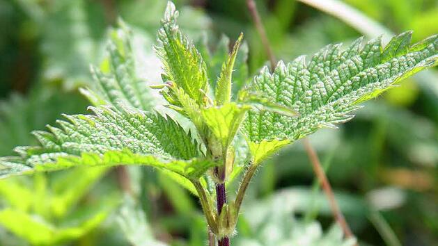 Symbolbild: Heiko Wolfraum/dpa
