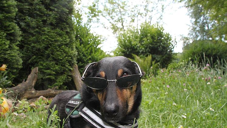 Jack-Russell-Mischling Jack mag es derzeit lieber verschattet. Foto: Nützel