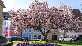 Bamberg im Frühling.