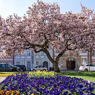 Bamberg im Frühling.