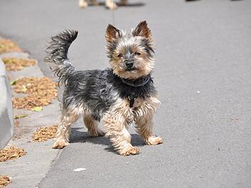 Yorkshire Terrier