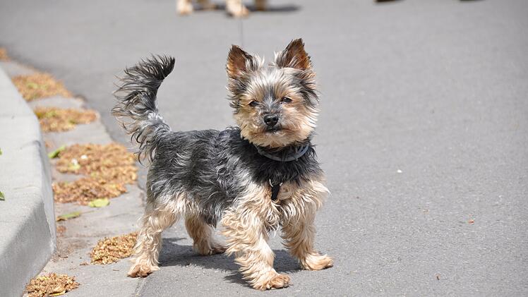 Yorkshire Terrier