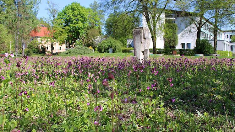 Im Georgi-Kurpark ist die Farbenpracht der Blühwiese bereits zu sehen. Foto: Julia Raab