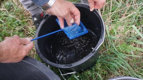 Junge Forellen werden in die Transporteimer gesetzt. Foto: Oliver J&uuml;sten