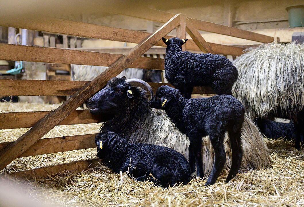 Junge L&auml;mmer in der Heide