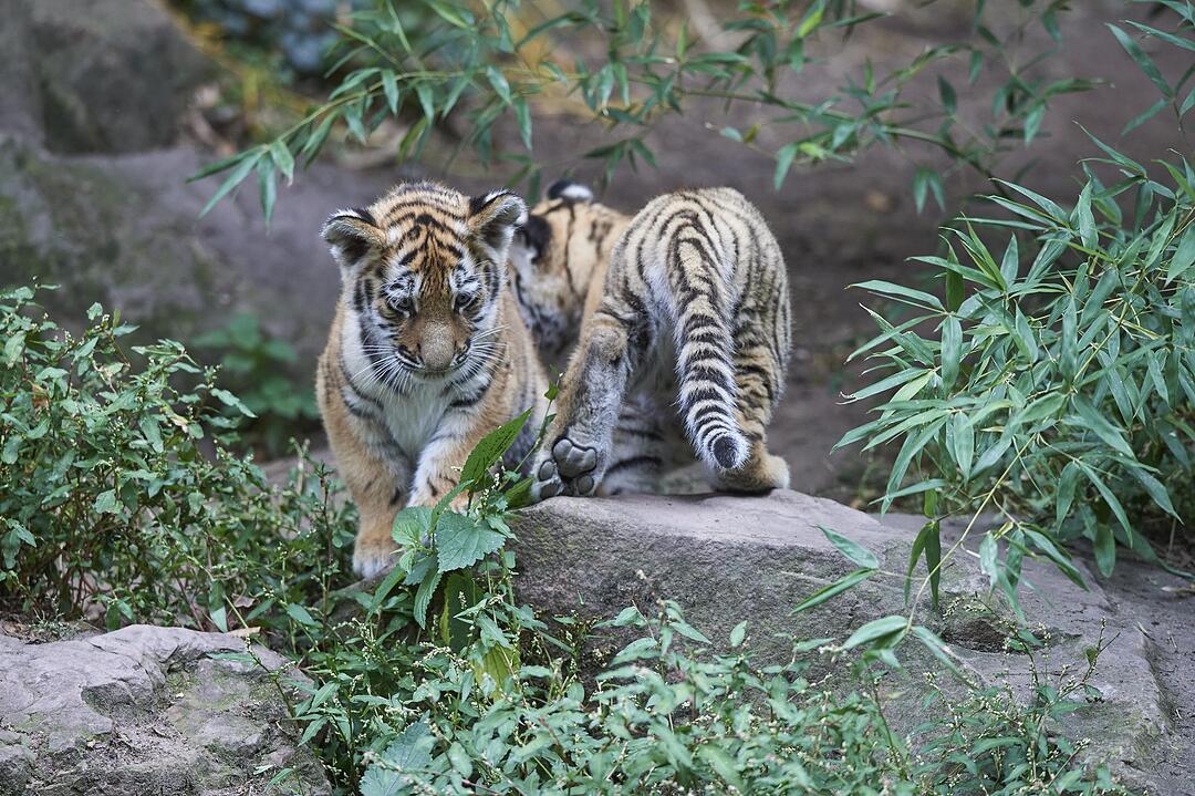 Kleine Tiger im Außengehege des Tiergartens Nürnberg