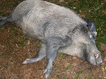 &nbsp;&nbsp; Das von der Polizei zur Verf&uuml;gung gestellte Foto zeigt einen erlegten Keiler. In den bayerischen Staatsforsten wurden noch nie so viele Wildschweine geschossen wie in der aktuellen Jagdsaison.  Foto: Polizei, dpa