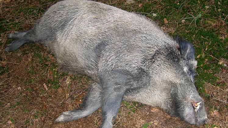 &nbsp;&nbsp; Das von der Polizei zur Verf&uuml;gung gestellte Foto zeigt einen erlegten Keiler. In den bayerischen Staatsforsten wurden noch nie so viele Wildschweine geschossen wie in der aktuellen Jagdsaison.  Foto: Polizei, dpa